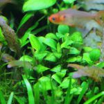 除去対処後のアヌビアスナナ　プチ